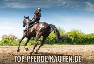 buying a horse for beginners