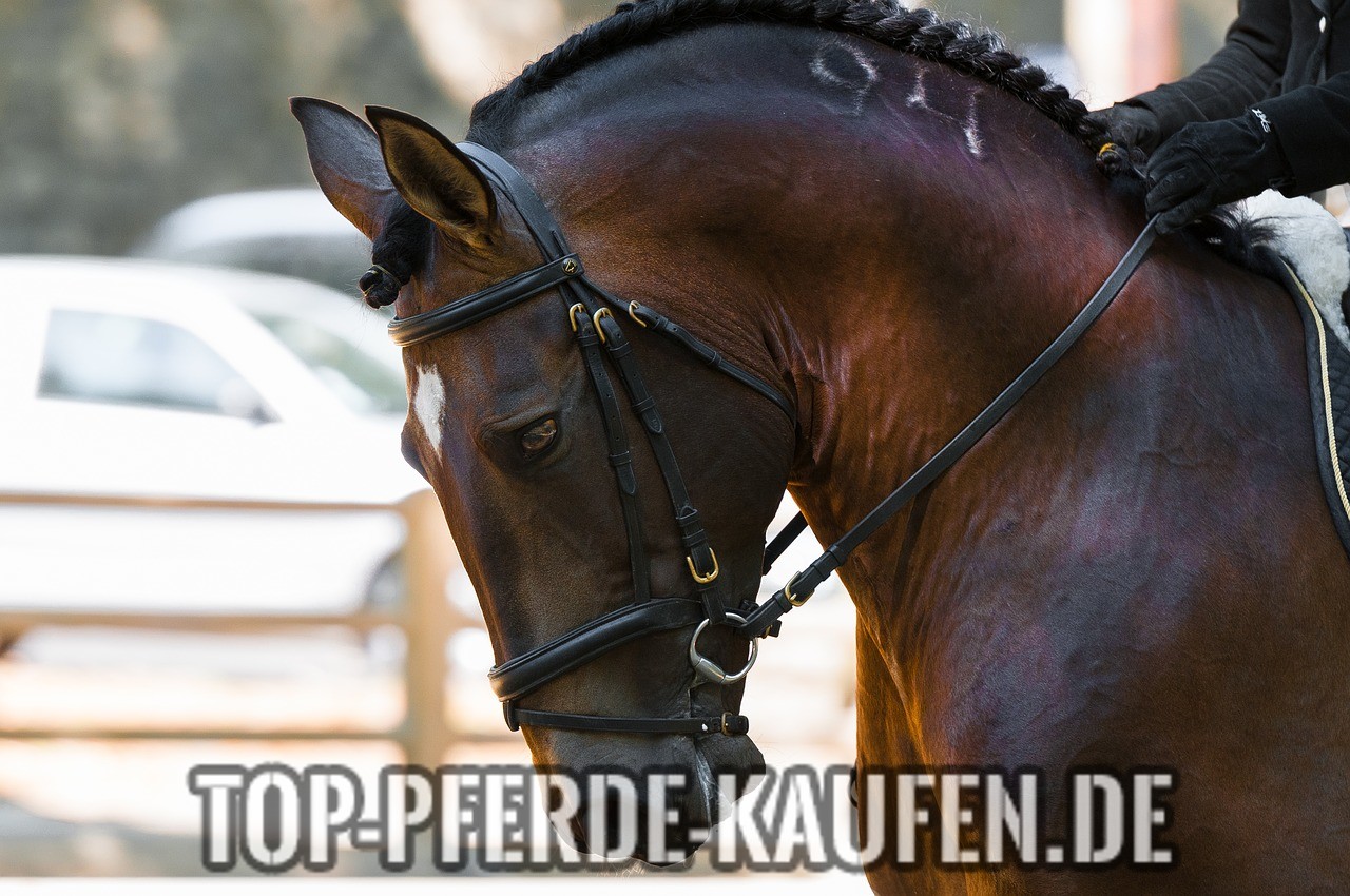 Dressurpferd kaufen