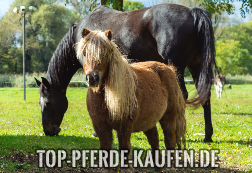 Pony kaufen - Was gibt es zu beachten?