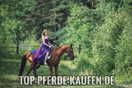 Horse ownership costs