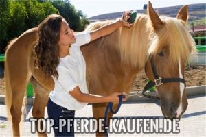 Buying a horse in Germany