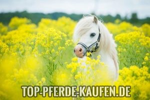 Pferde und Ponys