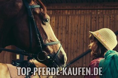 Pferde kaufen auf Ebay