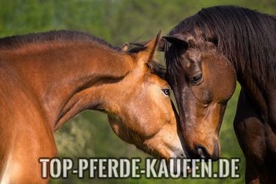 Buying a Horse for Beginners