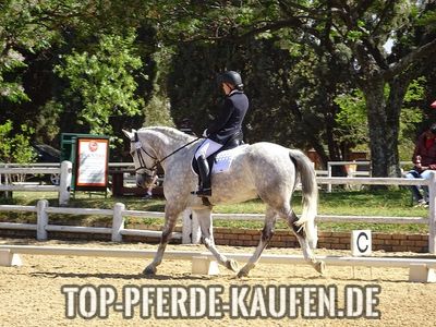 Dressurpferd kaufen