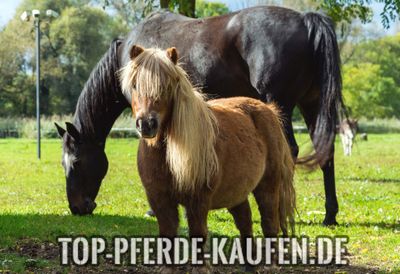 Pony Kaufen
