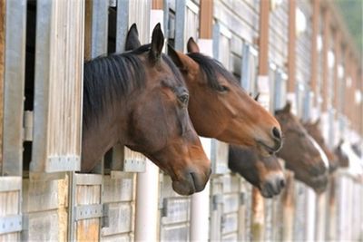 Buying a Horse as a Beginner - Beginner Information