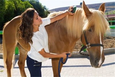 Buying a Horse in Germany - Tips and Tricks