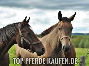 Pferde kaufen im Internet