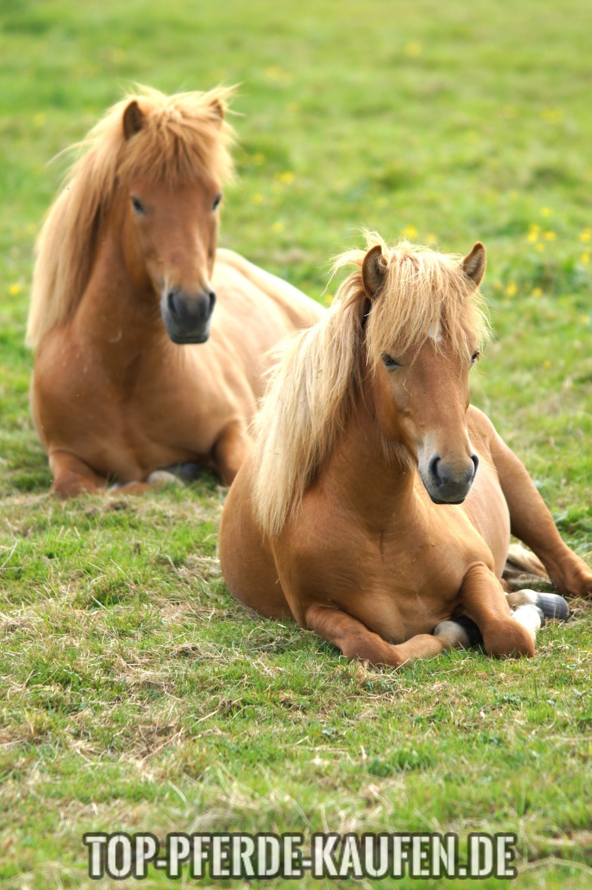 Pony kaufen